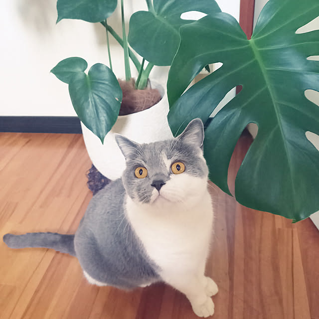 rhuさんの実例写真