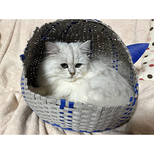 ikunyanさんの実例写真
