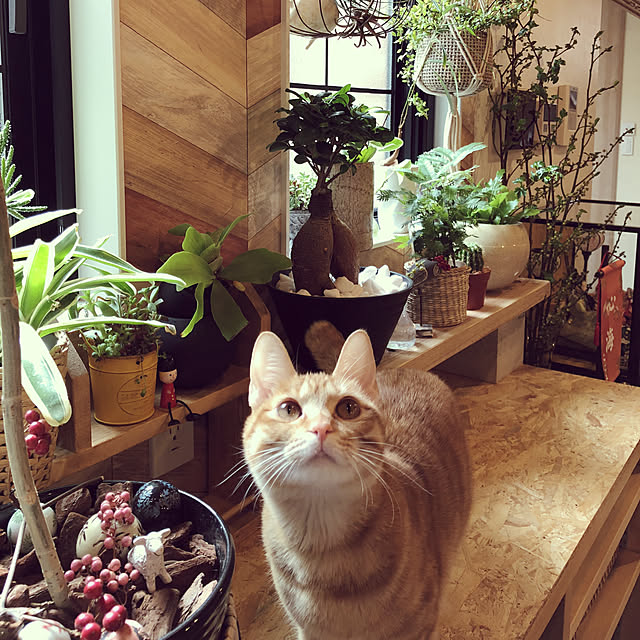 takakoさんの実例写真
