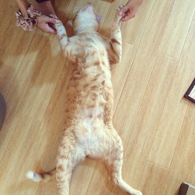 kotetuさんの実例写真