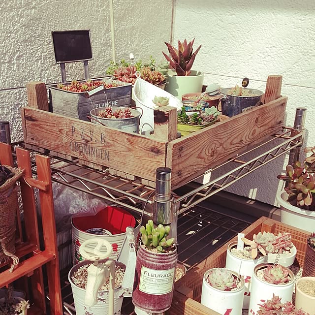 棚/多肉植物/DIY/植物のインテリア実例 - 2014-04-19 11:06:55