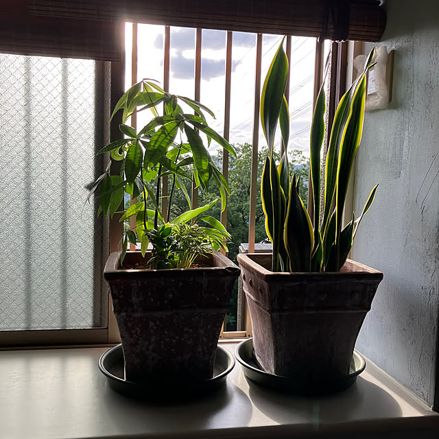 koshiregutyoさんの実例写真