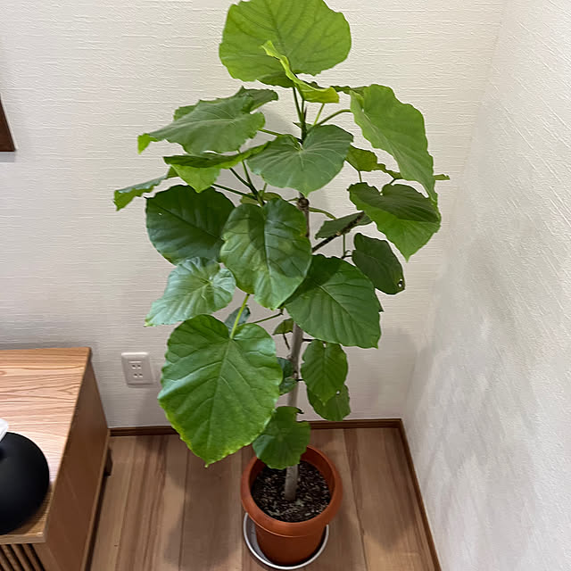 Attaさんの部屋