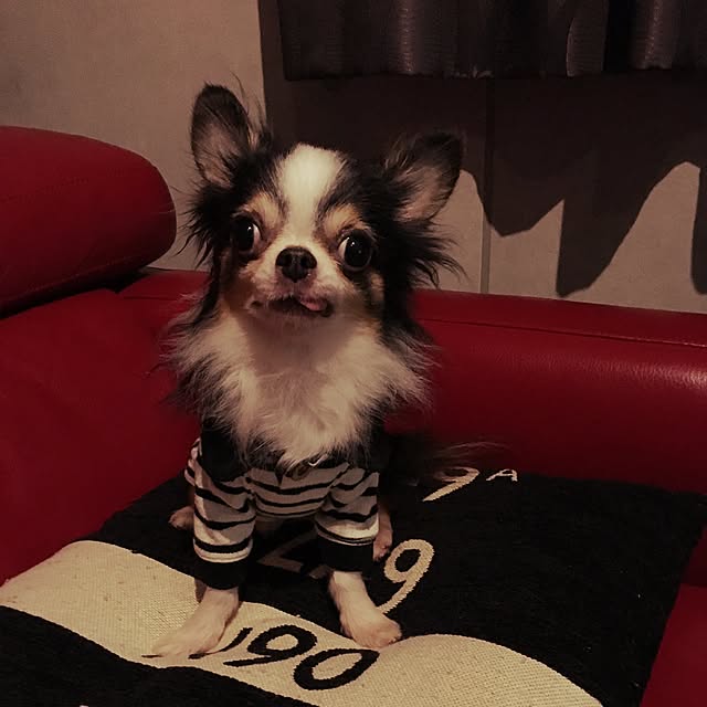 paneraiさんの実例写真