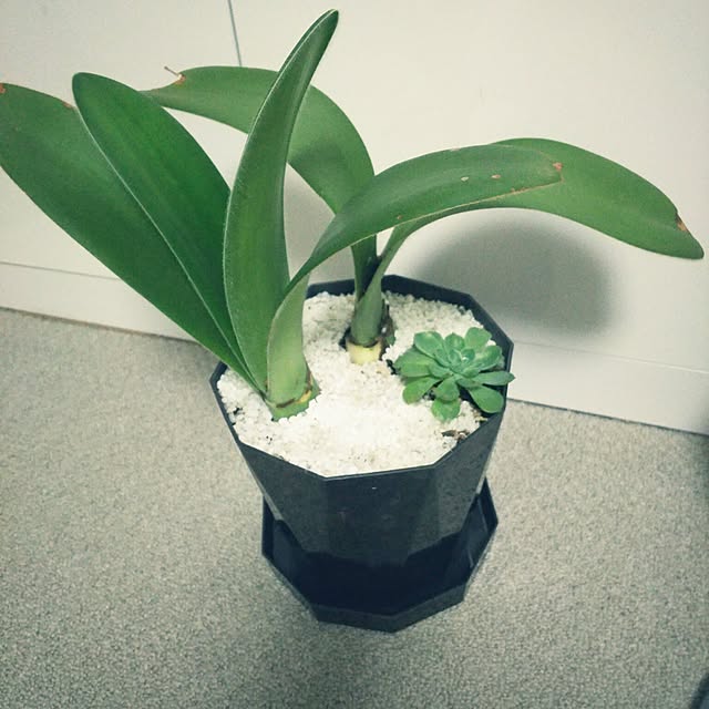 ...t_m_eee...さんの実例写真