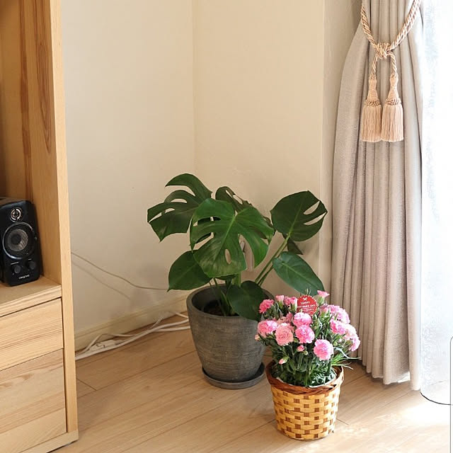 リビング/花のある暮らし/カーネーション/ブルーミーライフ/植物のある暮らし...などのインテリア実例 - 2022-05-08 12:59:13