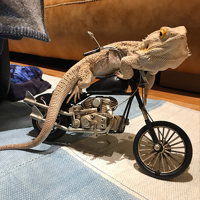 japitonさんの実例写真