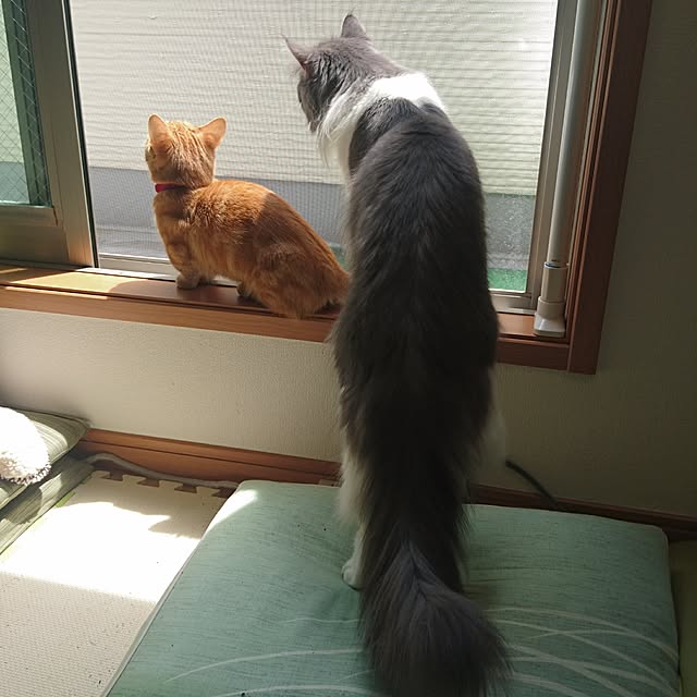 shinobuさんの実例写真