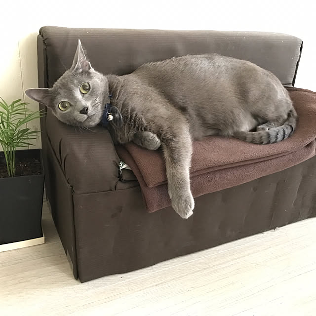 Yumikoさんの実例写真