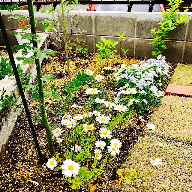 akiraさんの実例写真
