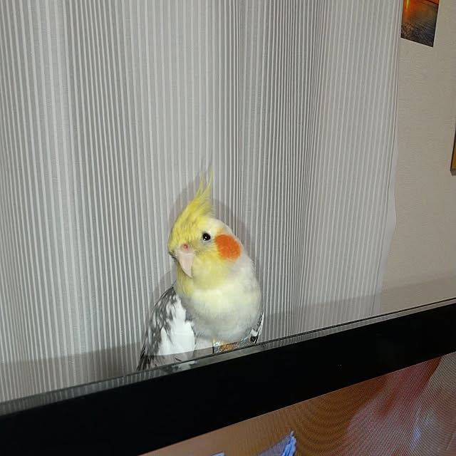 junさんの実例写真