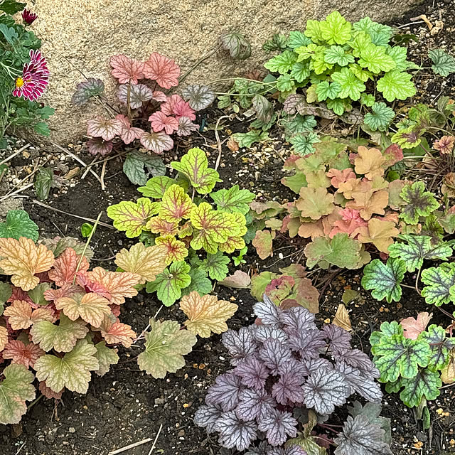 mamizaさんの部屋