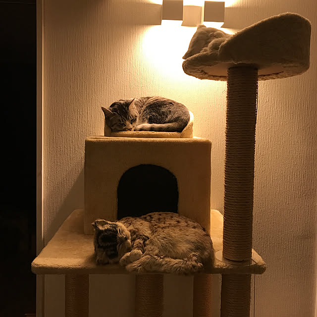 部屋全体/照明のインテリア実例 - 2018-01-09 22:42:13