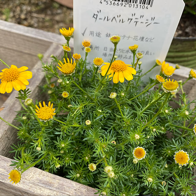 uniさんの実例写真