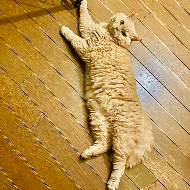 naokoさんの部屋