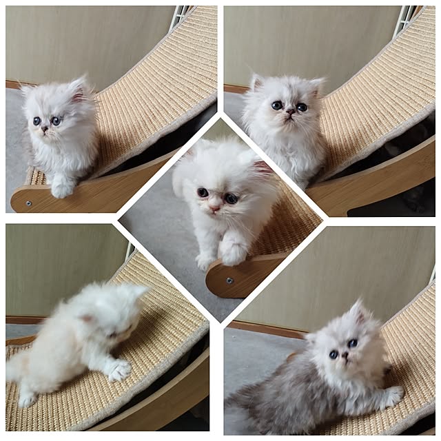 makaronさんの実例写真