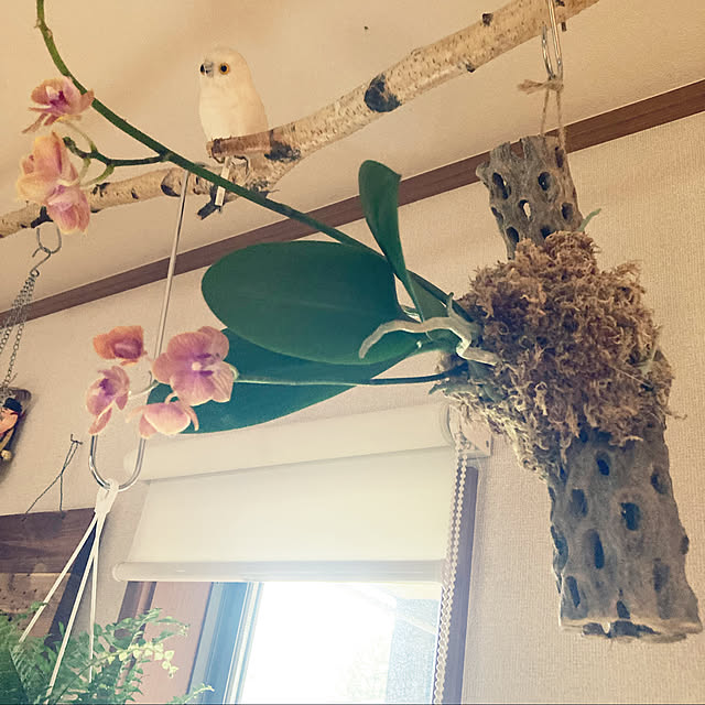nene0183さんの実例写真