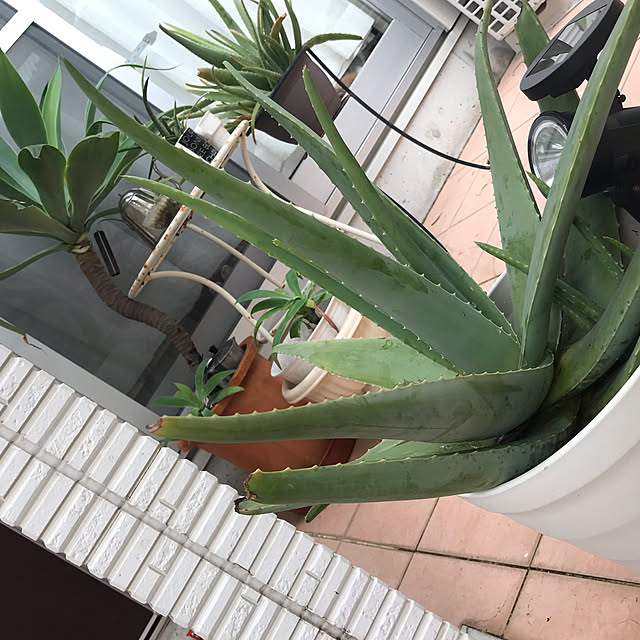 yullyさんの実例写真