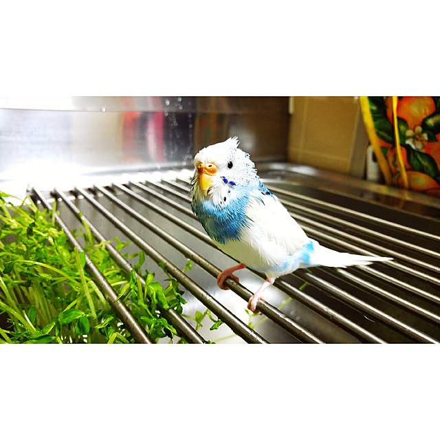 Mariさんの実例写真