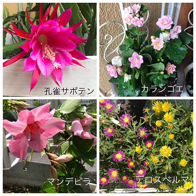 asako.10さんの実例写真