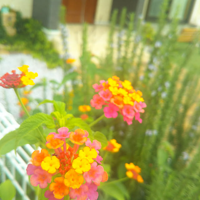 eriponさんの実例写真
