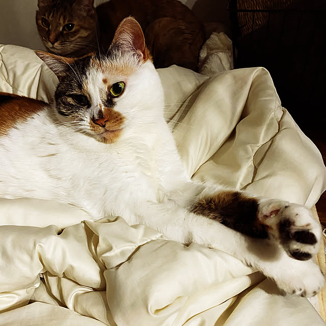 実例写真