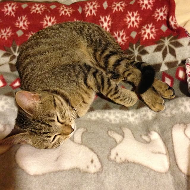 mojikoさんの実例写真