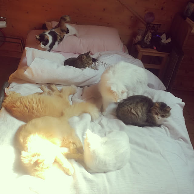 Maki-nekomamireさんの実例写真
