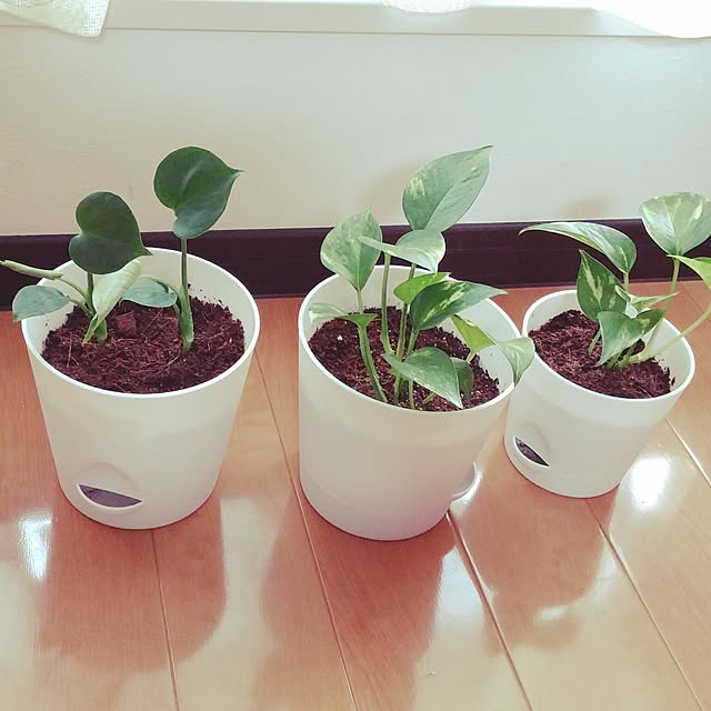 aquaさんの実例写真
