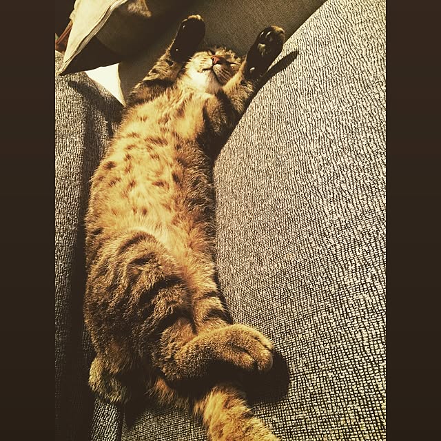 panchanさんの実例写真
