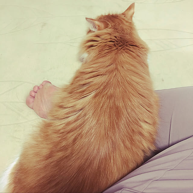 uchidaizuさんの実例写真