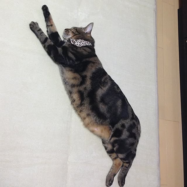 konatsuさんの実例写真