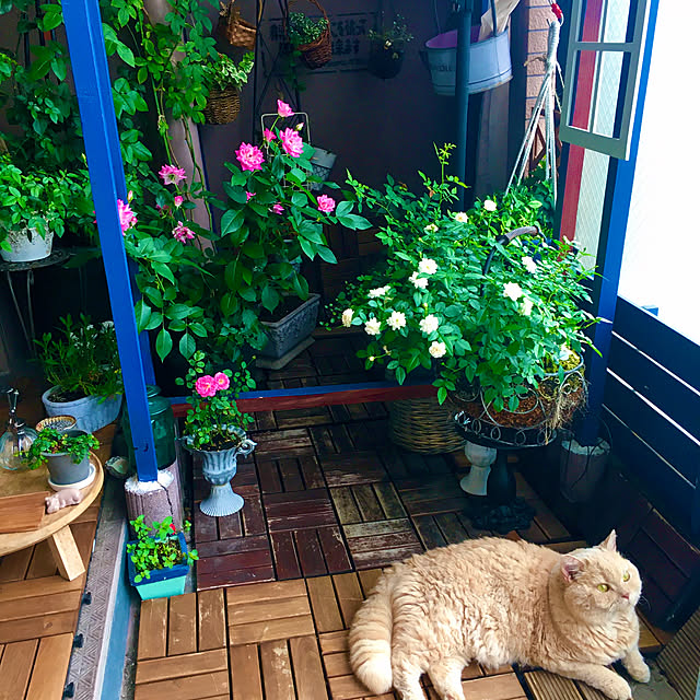 naokoさんの部屋