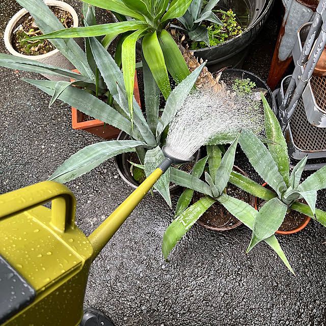 Royal_Gardeners_Clubさんの実例写真