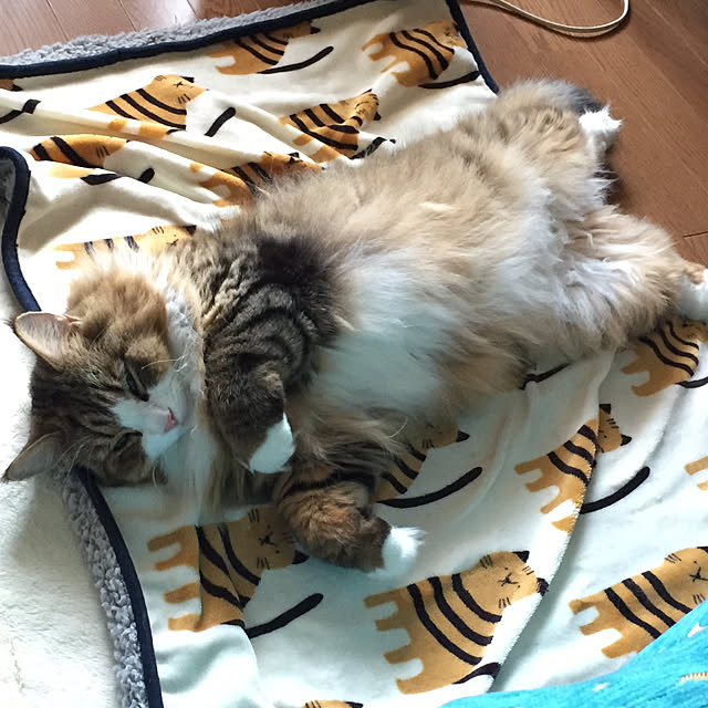 necomamaさんの実例写真