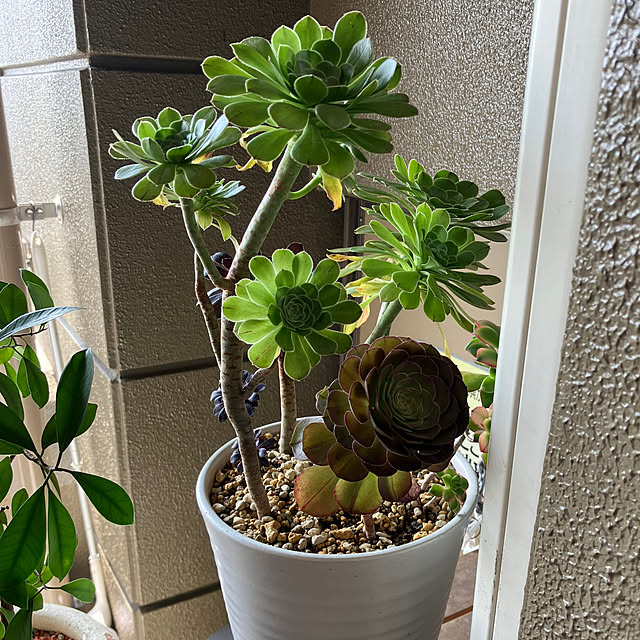 koshiregutyoさんの部屋