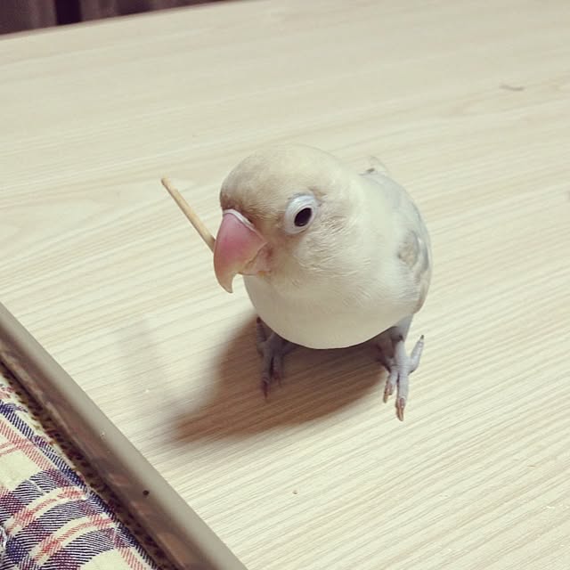 hanakoさんの実例写真