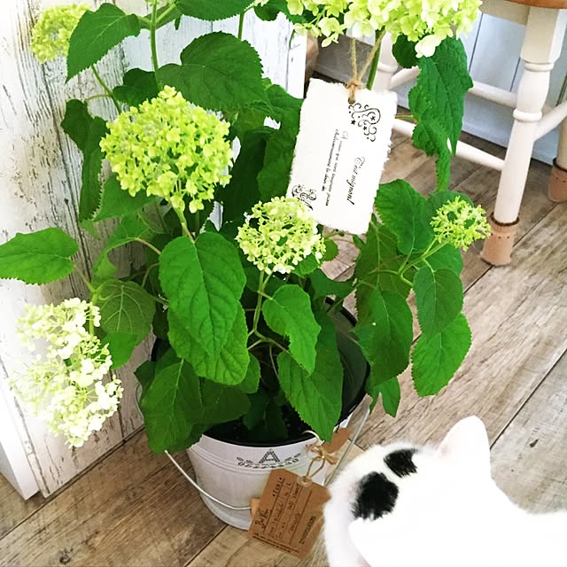 miさんの実例写真