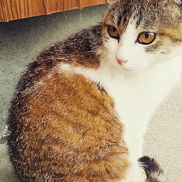 lemoned1126さんの実例写真