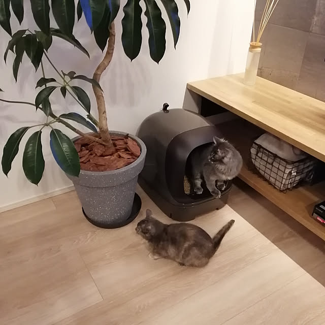 asukaさんの実例写真