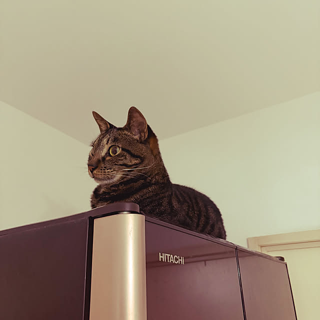 rikaさんの実例写真