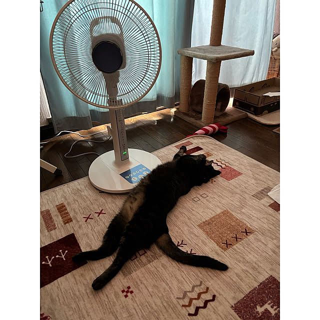 momocchiさんの実例写真