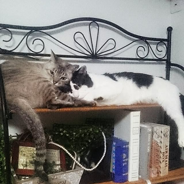 hoshiさんの実例写真