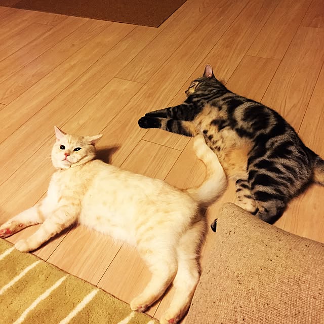 y.k.0123さんの実例写真