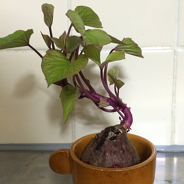 Hamiiさんの実例写真