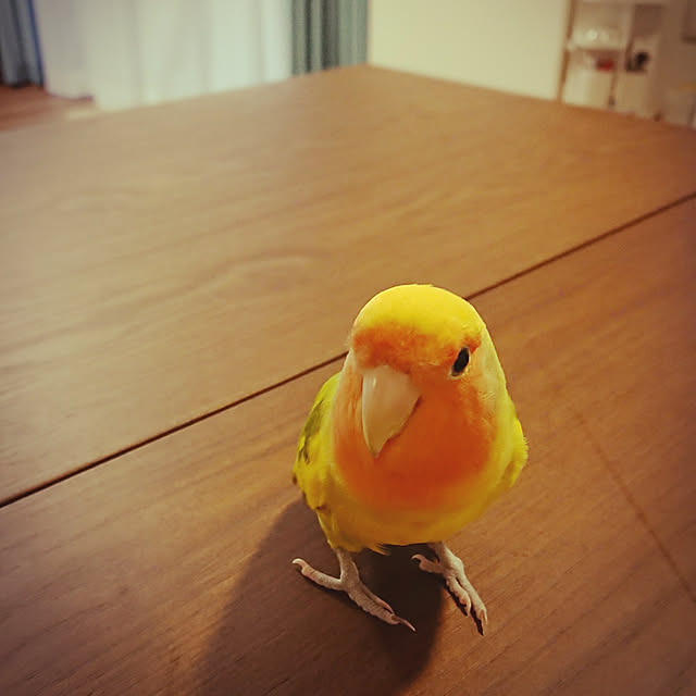 kiyoikeさんの実例写真