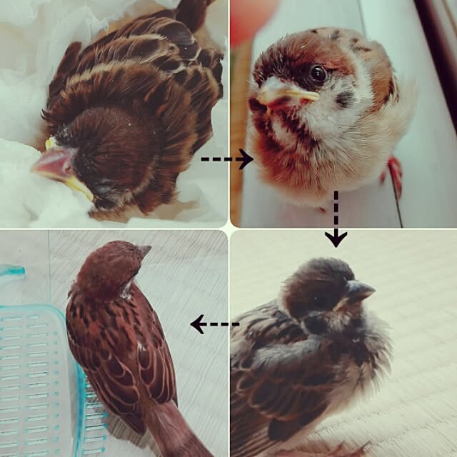 cocoさんの実例写真