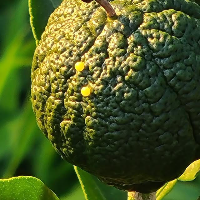 Rubiconさんの実例写真