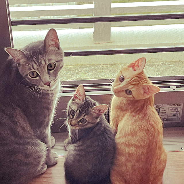 Pisaさんの実例写真