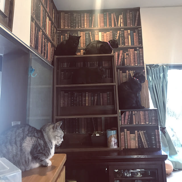 miseiさんの実例写真